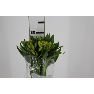 ALSTROEMERIA SUNNY LADY 080 CM