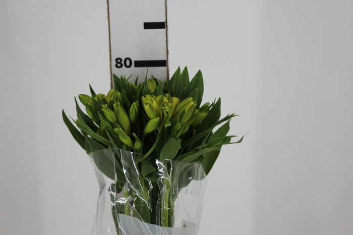 <h4>ALSTROEMERIA SUNNY LADY 080 CM</h4>