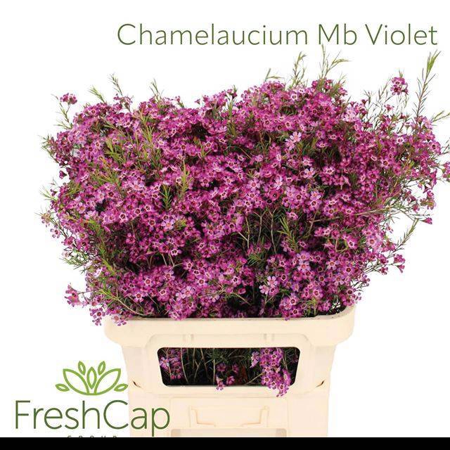 <h4>CHAME UN PURPLE PRID</h4>