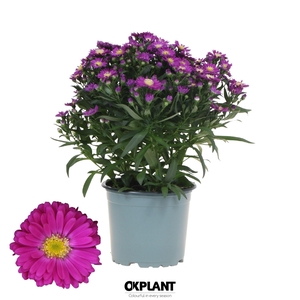 Aster Starletta Serie red