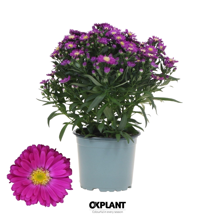 <h4>Aster Starletta Serie red</h4>