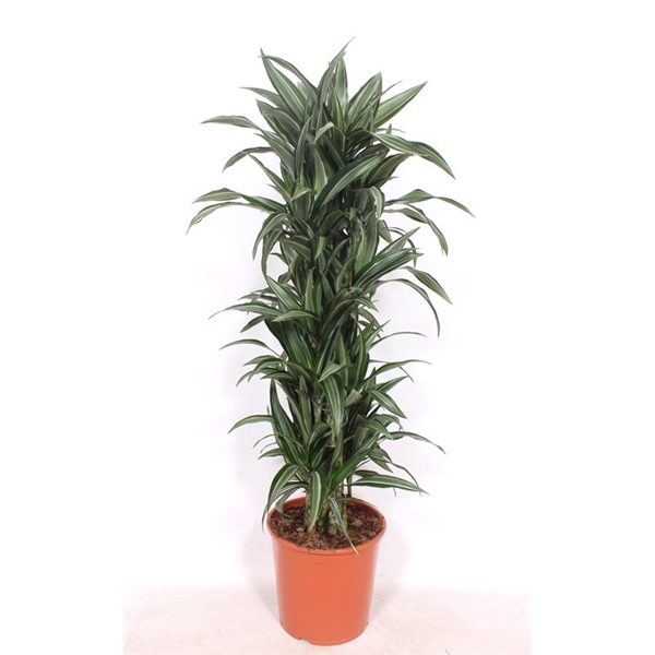 <h4>Dracaena Ulises</h4>