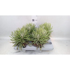 Senecio   ...
