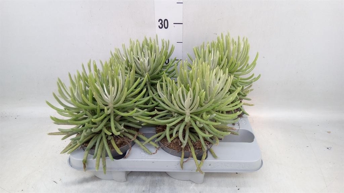 <h4>Senecio   ...</h4>