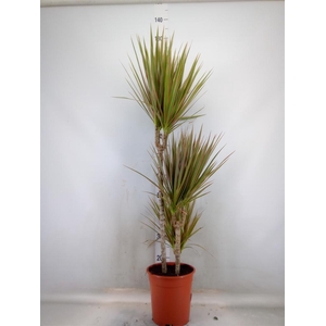 Dracaena marg. 'Bicolor'