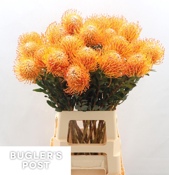 <h4>LEUCO AYOBA SUN</h4>