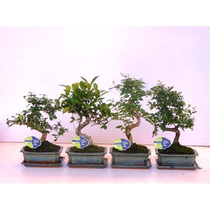 Bonsai mix, indoor, 20cm., shape, with drip tray