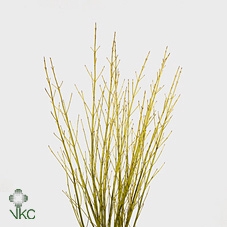 <h4>Cornus S Flaviramea</h4>