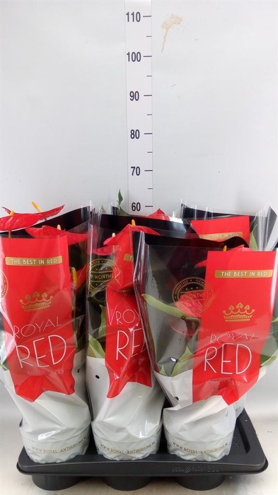 <h4>Anthurium andr. 'Oklahoma'</h4>