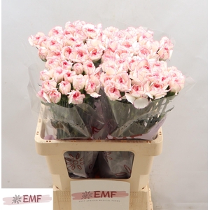 DI ST PASTEL DAMASCU