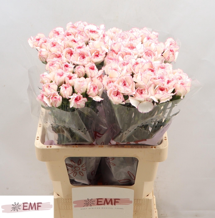 <h4>DI ST PASTEL DAMASCU</h4>