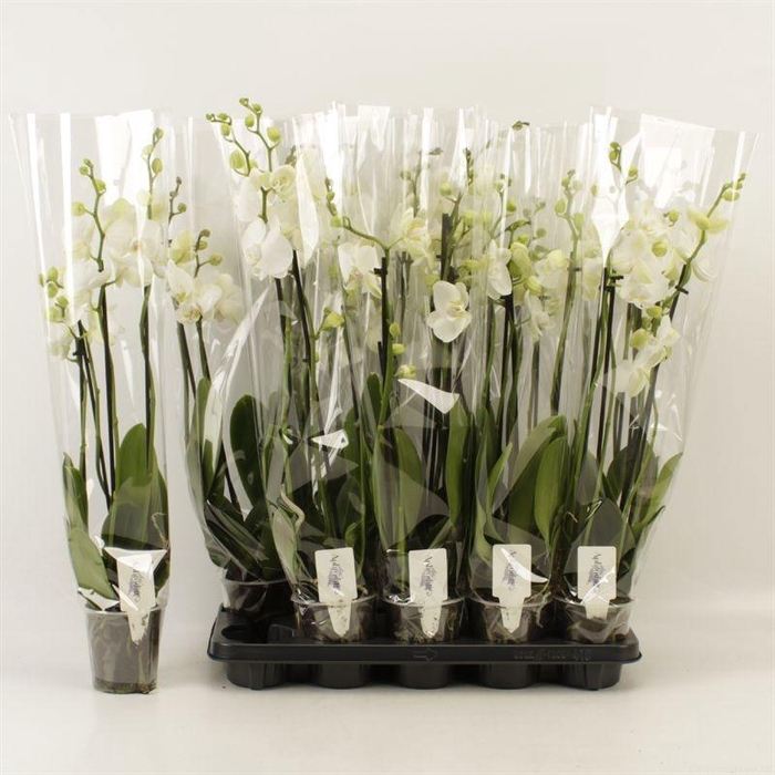 <h4>PHAL OV WIT</h4>
