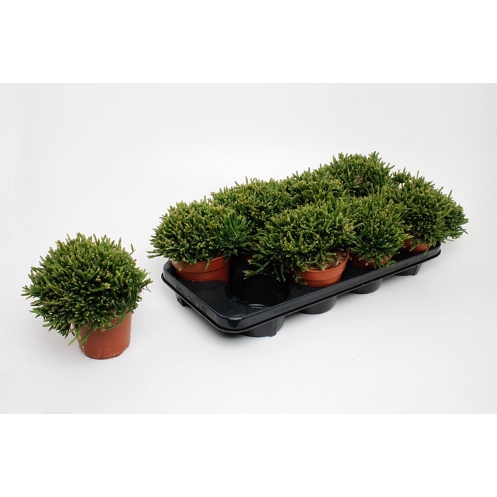<h4>RHIPSALIS EWALDIANA</h4>