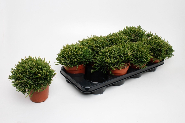 <h4>Rhipsalis Ewaldiana</h4>