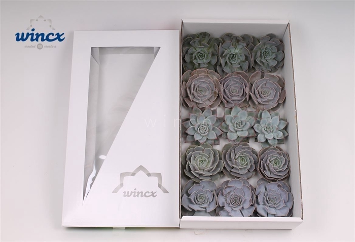 Echeveria Ice Mix (wincx) Cutfl (5 Spcs)