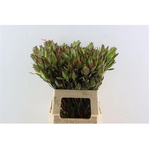 Leucad High Light Spray 60cm