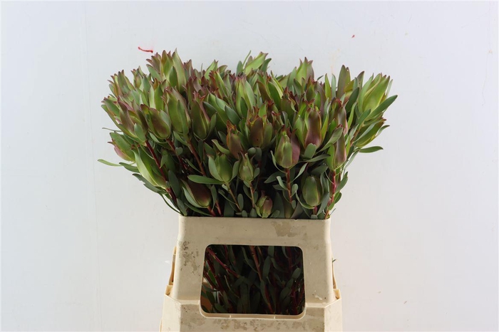 <h4>Leucad High Light Spray 60cm</h4>