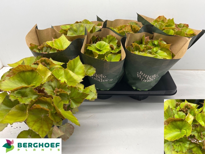 <h4>BEG BLAD OV</h4>