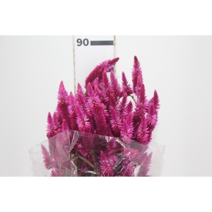 CELOSIA RABO DE GATO PINK 070 CM