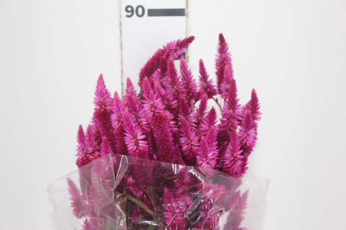 CELOSIA RABO DE GATO PINK 070 CM