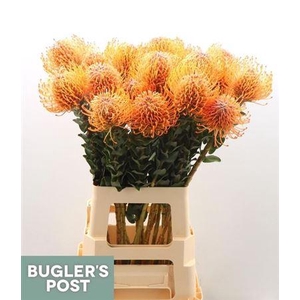 Leuco Ayoba Man Zest