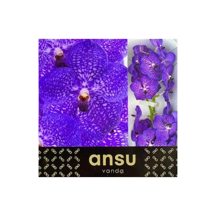 <h4>Vanda S Violet Blue</h4>