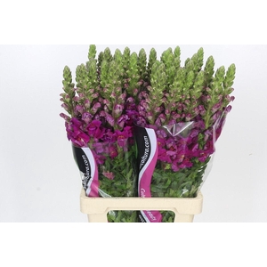 Antirrhinum Potomac Bordeaux