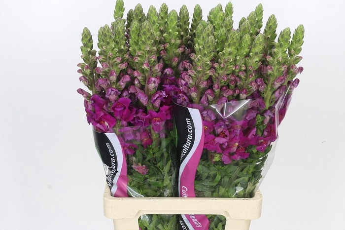 <h4>Antirrhinum Potomac Bordeaux</h4>