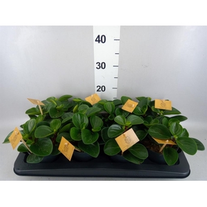 Peperomia obt. 'Red Canyon'