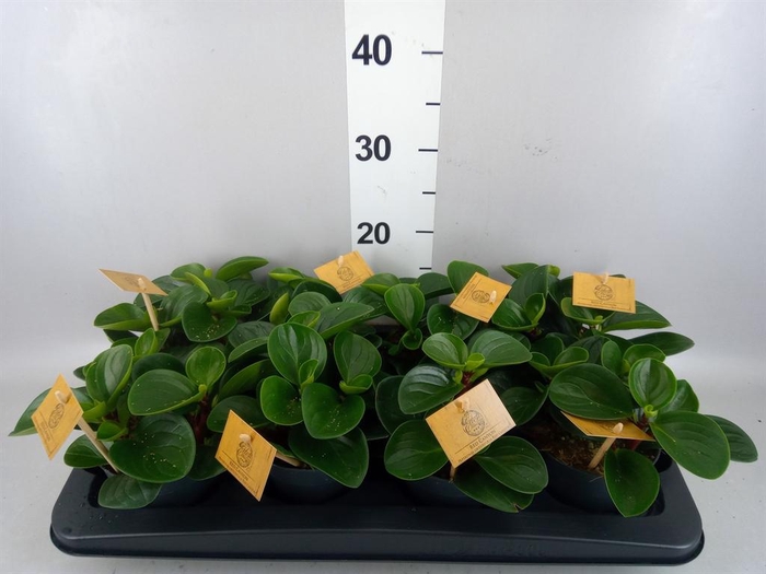 <h4>Peperomia obt. 'Red Canyon'</h4>
