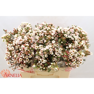 Chamelaucium Moonlight Delight