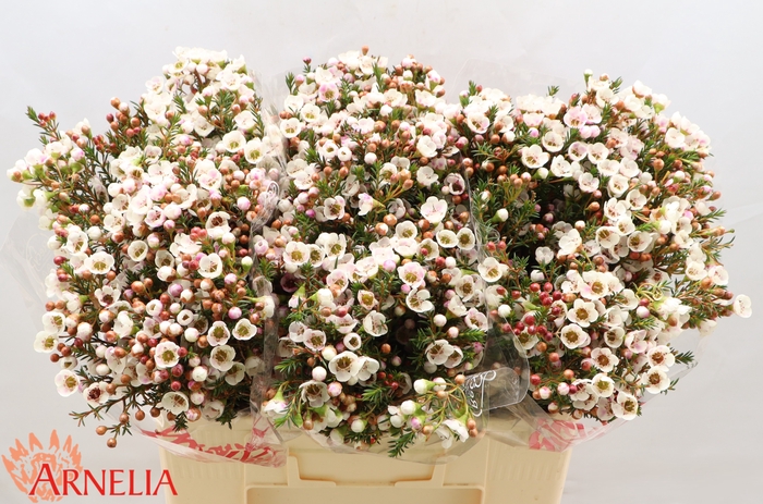 <h4>Chamelaucium Moonlight Delight</h4>
