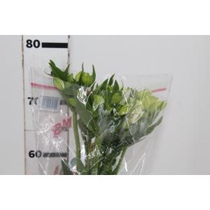 ALSTROEMERIA MISTRAL 080 CM