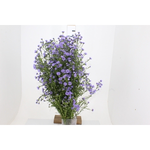 ASTER LILAS MAÇO