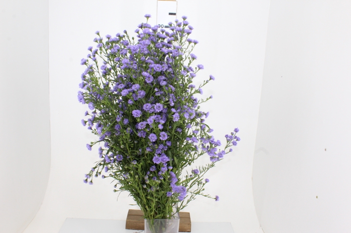 ASTER LILAS MAÇO