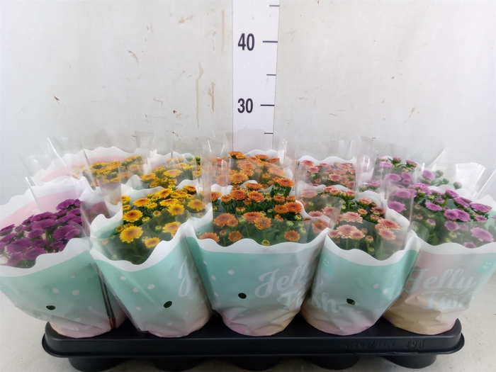 <h4>Chrysanthemum  'Jellyfish'   ...mix</h4>