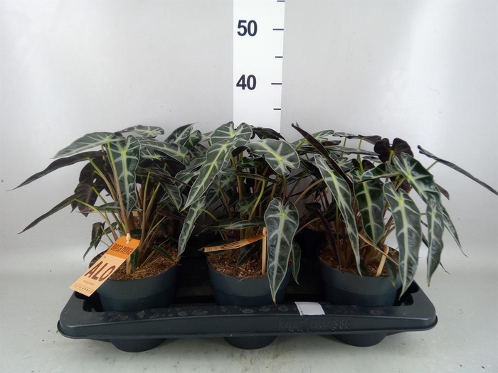 <h4>Alocasia  'Bambino Arrow'</h4>