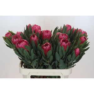 Protea Brenda