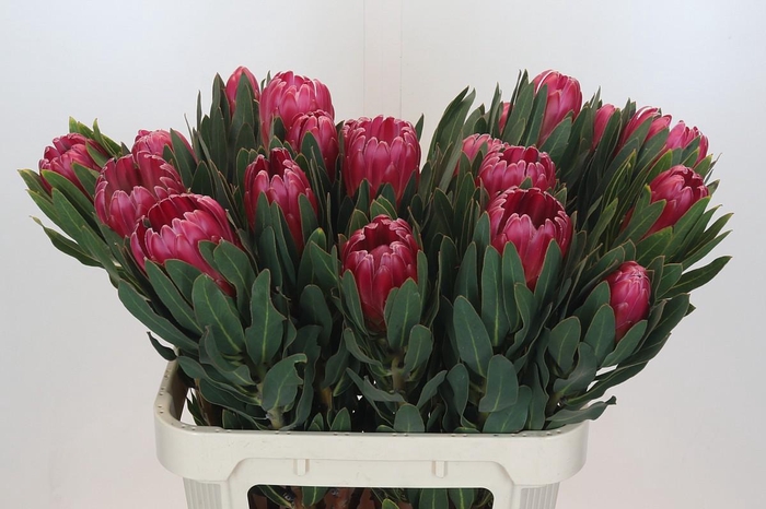 <h4>Protea Brenda</h4>