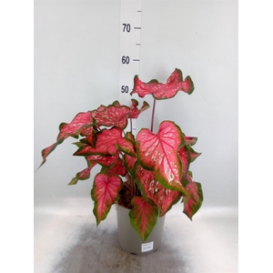 Caladium ...