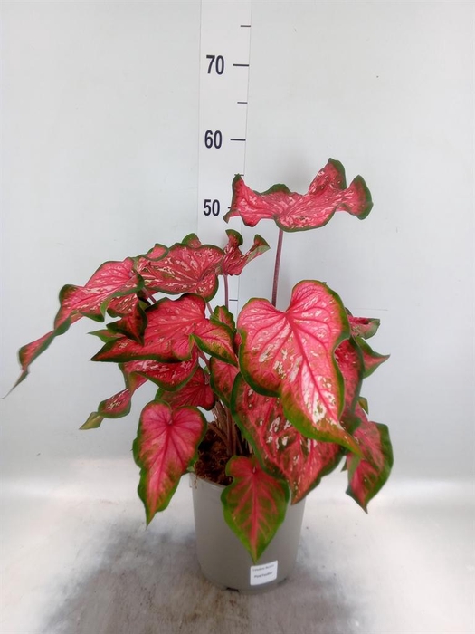 <h4>Caladium   ...</h4>