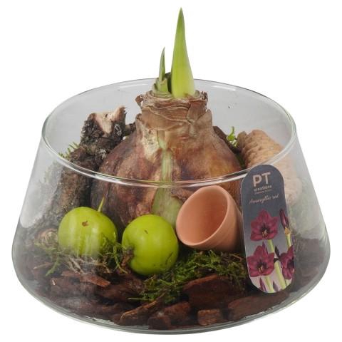 <h4>PTAA8814 Arrangementen Hippeastrum</h4>