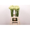 Agapanthus Gletsjer