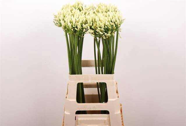 Agapanthus Gletsjer