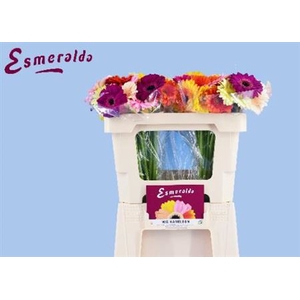 Gerbera mini overig