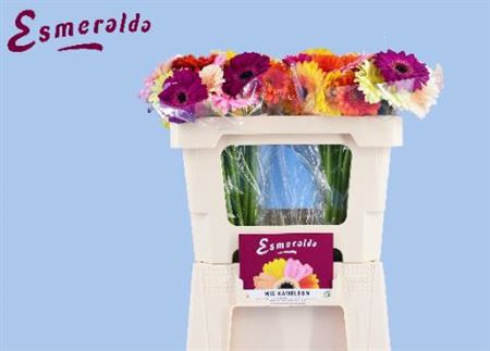 <h4>Gerbera mini overig</h4>