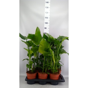 Strelitzia nicolai