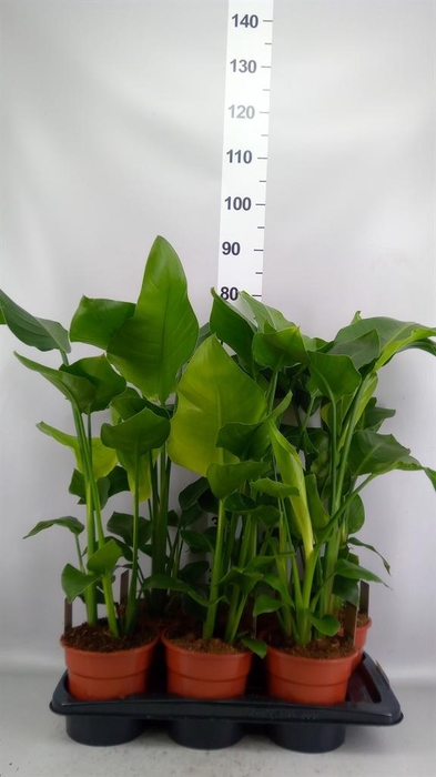 <h4>Strelitzia nicolai</h4>