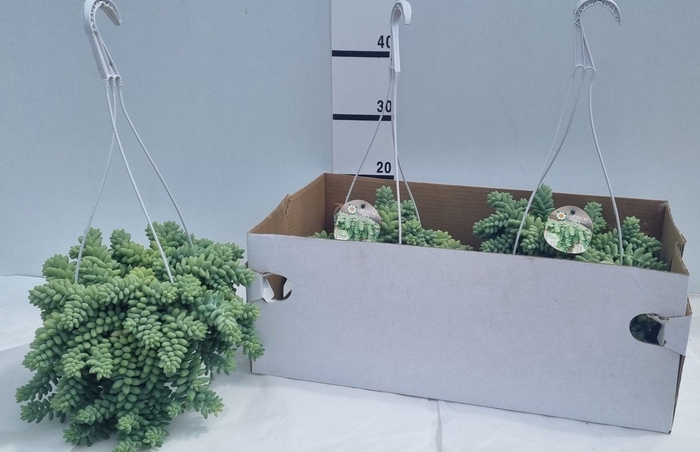 <h4>SEDUM BURRITO</h4>