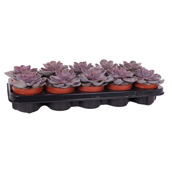 <h4>Echeveria perle von nurnberg 10,5 cm</h4>